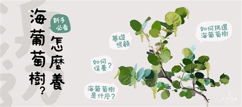 海葡萄樹果實可以吃嗎|【海葡萄樹怎麼養？給新手的基礎照護指南】